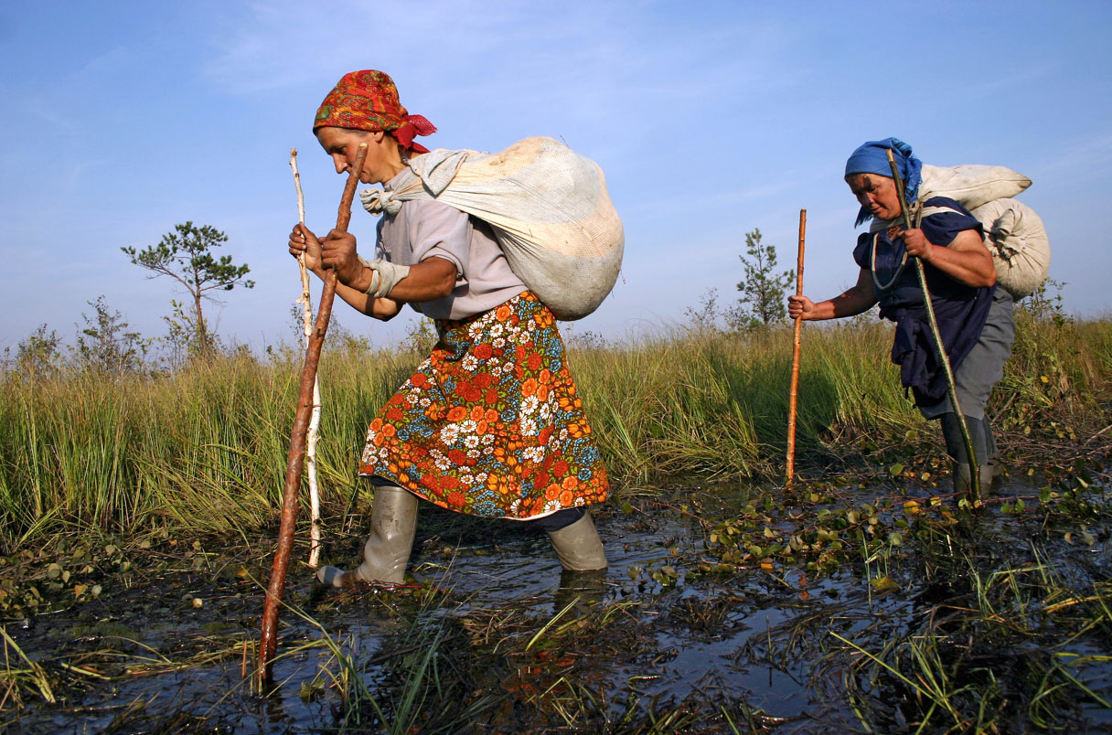 Local residents collect a cranberry, bear it)in bags on the shoulders from a bog in village Gorodeja (60 kms from city of Pinsk, the Brest area). Person collect apr. 20 kg of cranberry per day, Belarus  / Gorodeja/ September 8, 2005