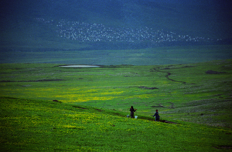 Yezidis